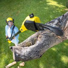 Best Lawn Renovation and Restoration  in Boyes Hot Springs, CA