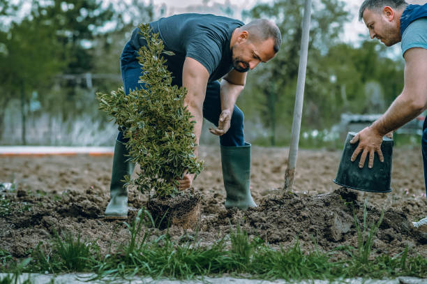 Best Root Management and Removal  in Boyes Hot Springs, CA