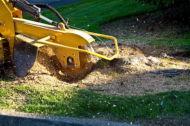 Best Lawn Mowing  in Boyes Hot Springs, CA